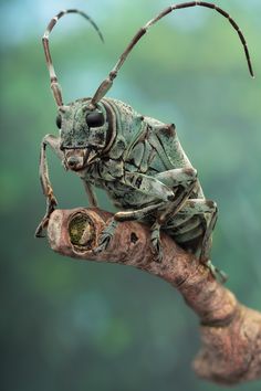 a bug sitting on top of a tree branch