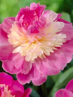 pink and yellow flowers with green leaves in the background