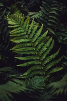 green leaves are shown in the dark