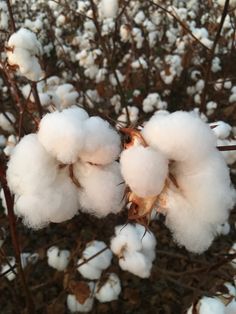 cotton plant with lots of fluffy white flowers