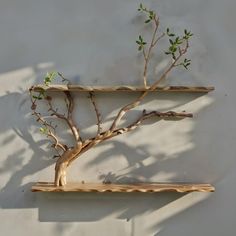 two wooden shelves with branches on them against a white wall, one has a plant growing out of it