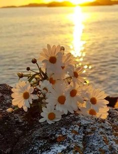 some daisies are growing out of the rocks by the water at sunset or sunrise