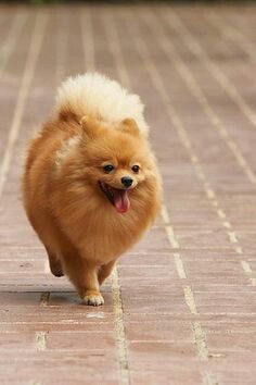 a small brown dog walking across a brick walkway