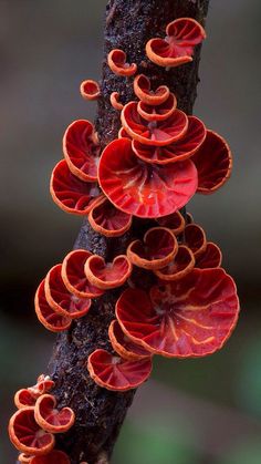 red mushrooms growing on the side of a tree