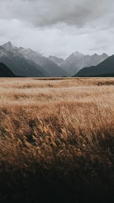 a field with tall grass and mountains in the backgroung, under a cloudy sky