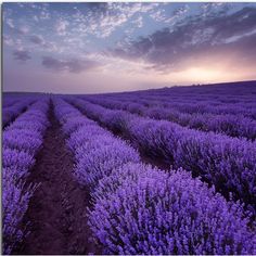 a field full of purple flowers under a cloudy sky