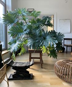 a living room filled with lots of furniture and large green leaves on top of it