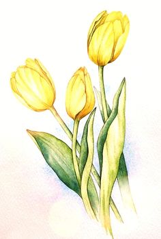 three yellow tulips with green leaves on a white paper background, painted in watercolor