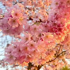 pink flowers blooming on the branches of a tree