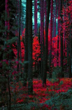 a forest filled with lots of trees covered in red leaves