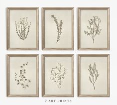 six framed art prints with different plants in them