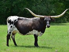 a black and white cow with large horns standing in the grass