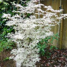 a white flowered plant next to a concrete wall and shrubbery in the background