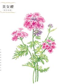 a drawing of pink flowers with chinese writing on the bottom and bottom half of it