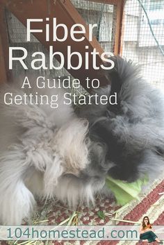 a fluffy gray dog laying on top of a rug next to a wooden chair with text overlay that reads fiber rabbits a guide to getting started