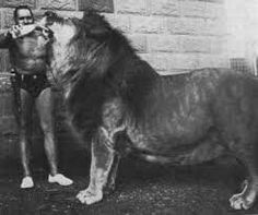 a man standing next to a lion in front of a brick wall with his hand on it's chest