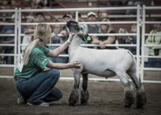 a woman kneeling down to pet a sheep in front of an audience at a rodeo