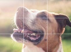 a close up of a dog's face with his mouth open and teeth missing