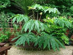 a garden filled with lots of green plants next to a wooden bench and fenced in area