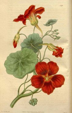 an old book with flowers and leaves on the page, including red nasongna