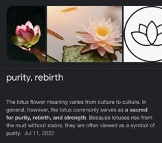 the lotus flower meanings from culture to culture in general, flowers, the lotus commonly serves as sacred