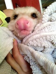 a ferret is wrapped in a towel and looking at the camera