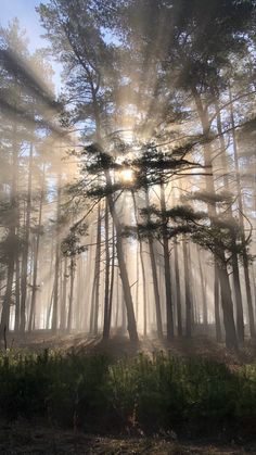 the sun is shining through the trees in the forest