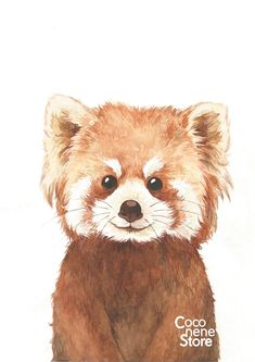 a watercolor painting of a raccoon's face with the words coco store on it