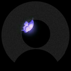 a purple flower sitting in the middle of a black circle with a light shining on it