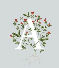 the letter is surrounded by red flowers and green leaves on a light gray background with white letters