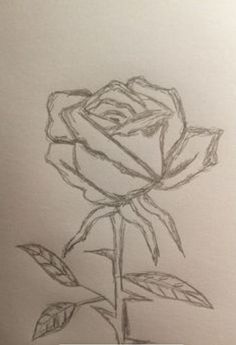 a pencil drawing of a single rose