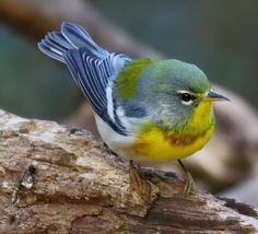 a small blue and yellow bird sitting on a tree branch with its wings spread out