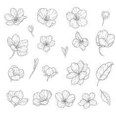 various flowers and leaves drawn in black ink