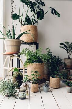 several potted plants are arranged on a table in front of a white wall and wooden floor