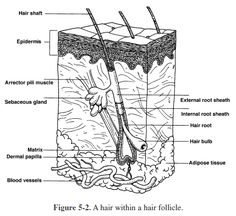 diagram of the structure of an animal's hair and its parts labeled in text