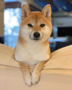 a brown and white dog laying on top of a couch