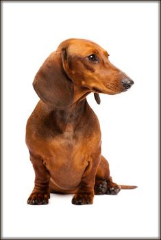 a brown dachshund dog sitting on top of a white floor