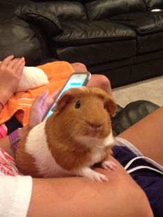 a woman holding a small brown and white hamster on her lap while looking at a cell phone