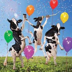 three cows jumping in the air with balloons and confetti on their feet,