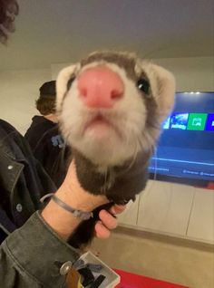 a ferret is being held up to the camera