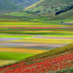 a field full of colorful flowers with hills in the background and grass growing on both sides