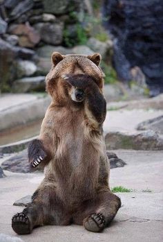 a brown bear sitting on its hind legs