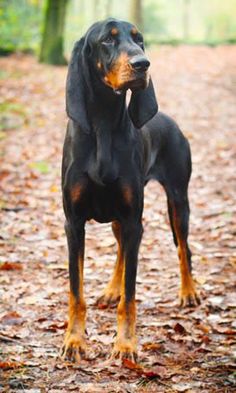 a black and brown dog standing on top of leaves in the middle of a forest