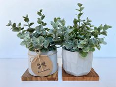 two potted plants with tags on them sitting on small wooden boards next to each other