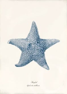 a blue and white starfish on a white background