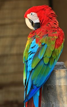 a colorful parrot sitting on top of a stone pillar