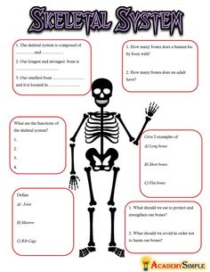 the skeletal system worksheet for students to learn and practice their skeleton skills in order to