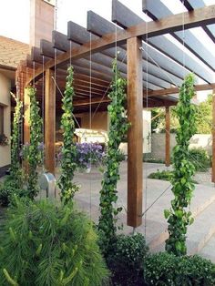 an outdoor area with plants growing on the pergolated trellis and hanging from wooden posts