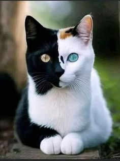 a black and white cat with blue eyes sitting on the ground next to a tree