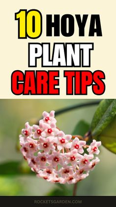 pink flowers with the words 10 hoya plant care tips on top and bottom right corner